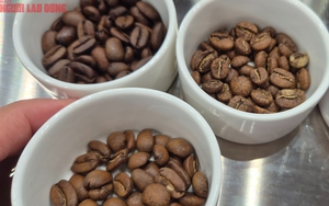 Gi&aacute; c&agrave; ph&ecirc; h&ocirc;m nay tăng mạnh , Nhật Bản thử nghiệm trồng trong nh&agrave; k&iacute;nh 2026 - Ảnh 1.