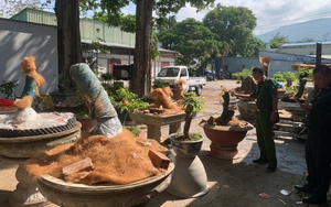 Phạt tiền v&agrave; tịch thu 42 c&acirc;y mai v&agrave;ng kh&ocirc;ng r&otilde; nguồn gốc tại C&ocirc;n Đảo - Ảnh 1.