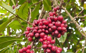Gi&aacute; c&agrave; ph&ecirc; h&ocirc;m nay 11 - 6 tăng trở lại tr&ecirc;n s&agrave;n Robusta v&agrave; Arabica - Ảnh 1.