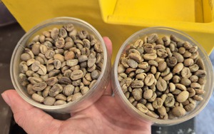 Gi&aacute; c&agrave; ph&ecirc; h&ocirc;m nay 19-6: Robusta tăng một mạch 399 USD/tấn sau 7 phi&ecirc;n - Ảnh 1.