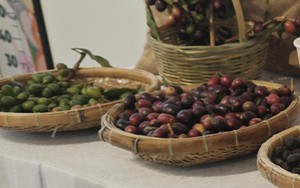 Gi&aacute; c&agrave; ph&ecirc; h&ocirc;m nay 27-6: Robusta giao ngay vẫn "n&oacute;ng" - Ảnh 1.