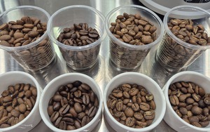 Gi&aacute; c&agrave; ph&ecirc; h&ocirc;m nay 6 - 6: Brazil đạt vụ m&ugrave;a kỷ lục , Robusta giảm s&uacute;t - Ảnh 1.