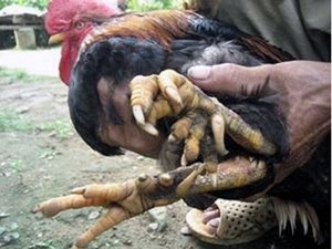 Gà 9 cựa trên đất Tổ
