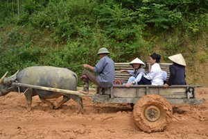 Đám cưới, đám ma, đi viện đều bằng... xe trâu