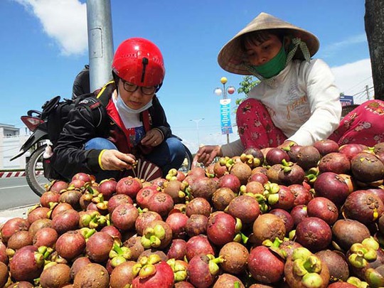 Măng cụt hiện có giá 30.000-45.000 đồng/kg nên nhiều chủ vườn phấn khởi.