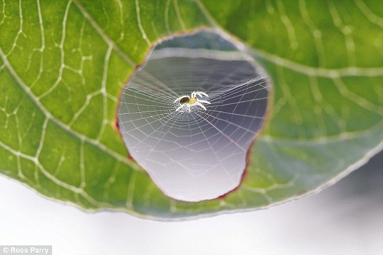 The hole in the leaf was made by a caterpillar before the spider discovered it was the perfect size for his home