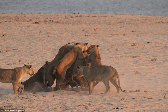 Pack attack: The lionesses overcome the baby elephant, bringing it to its knees in the fight at in South Luangwa National Park