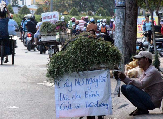 Đường Cộng Hòa dày đặt điểm bán hoa nở ngày đất với bản quảng cáo: “Trị bênh Gút, tiểu đường”.