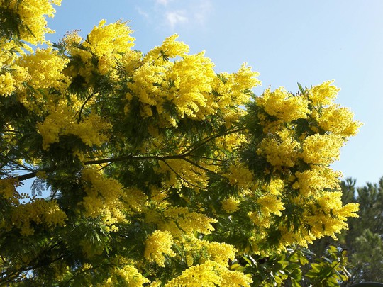 Mimosa lá đổ một chiều