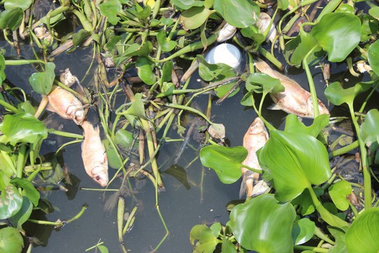 TP HCM: Cá lại chết trên kênh Nhiêu Lộc
