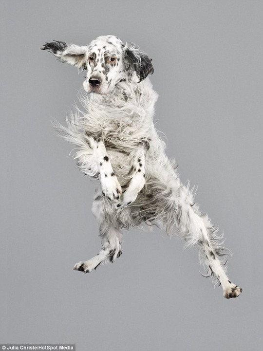 An adorable English setter looks rather bored as it flied through the air