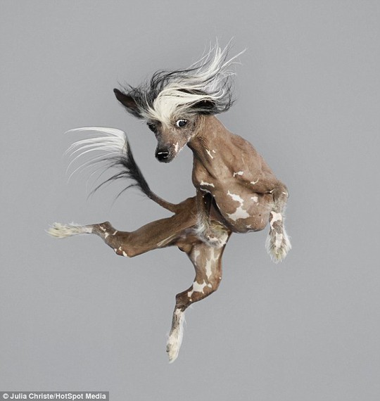 This tiny Chinese crested dog kicks a leg up for the camera