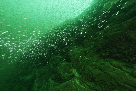 A School of common bleaks in Altersee; these spectacular images show an eerie landscape is created when water meets forest