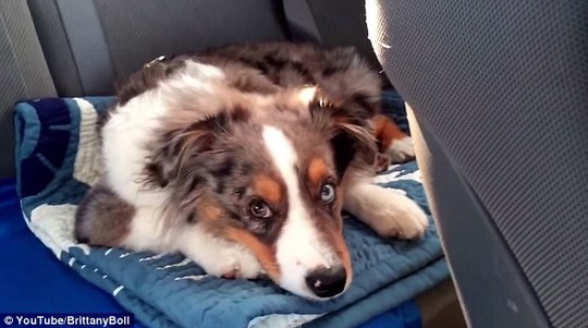 Whats that I hear? Brittany Boll from California filmed her dog Oakley as she played him his favorite song, Frozens Let It Go, while he slept in the back of the car