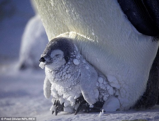 This tiny snow speckled chick is being looked after by his father while his mother goes off for two months to look for food