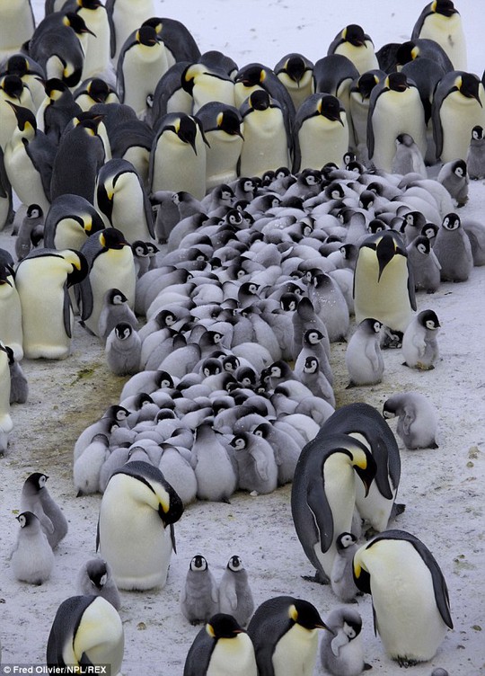 Keeping all the little ones together. Emperor Penguins form creches for their young so they can go off and look for food