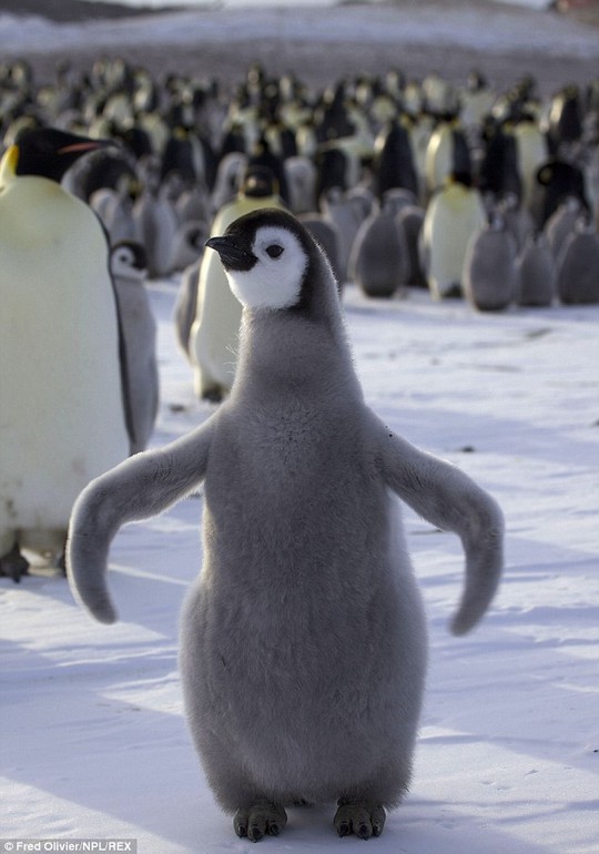 A brave penguin chick poses for photographer Fred Olivier