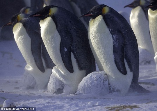 Emperor penguins sleeping chicks, covered in snow, sheltering in brood pooches