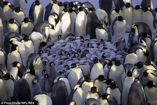 Huddled together: Adult Emperor Penguins surround their tiny young as they struggle to survive the freezing conditions in Antarctica