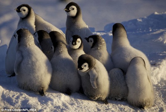 Keeping each other warm: These youngsters are around 40 to 50 days old
