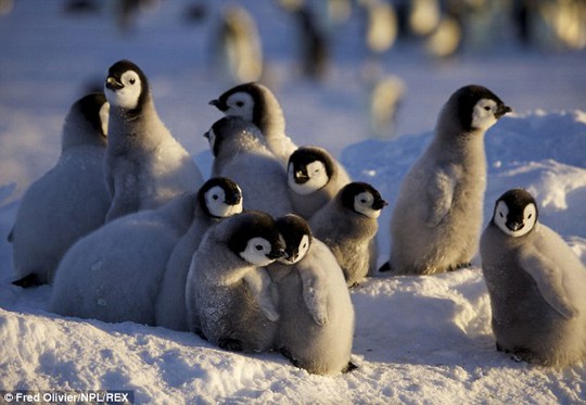 The tiny fluffy chicks cluster together to keep warm as the temperatures plummet
