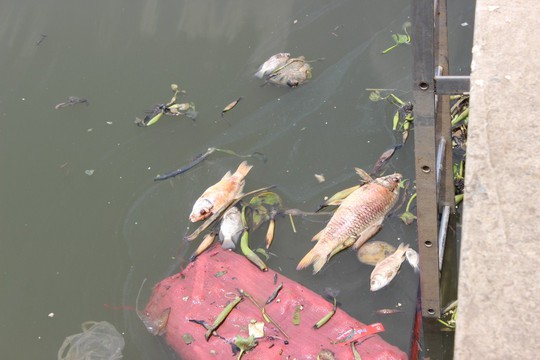 Nhiều con cá đã chuyển sang giai đoạn phân hủy.