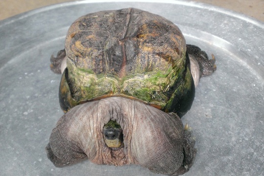 Do mai quá bé, chú rùa này trông như một tảng thịt to với 4 chân mập ú và cái đầu nhỏ xíu.