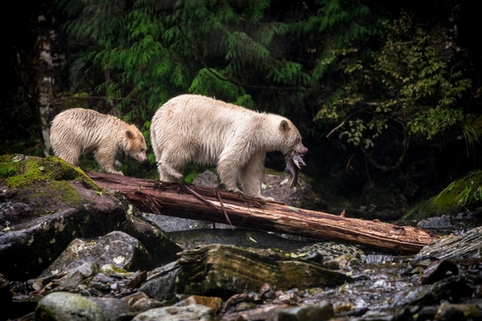 Ảnh Kyle Breckenridge, Canada