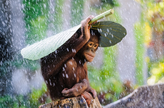 Ảnh Andrew Suryono, Indonesia