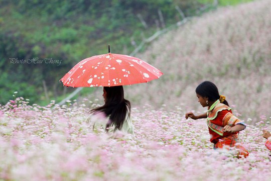 Hà Giang, tam giác mạch, mùa hoa