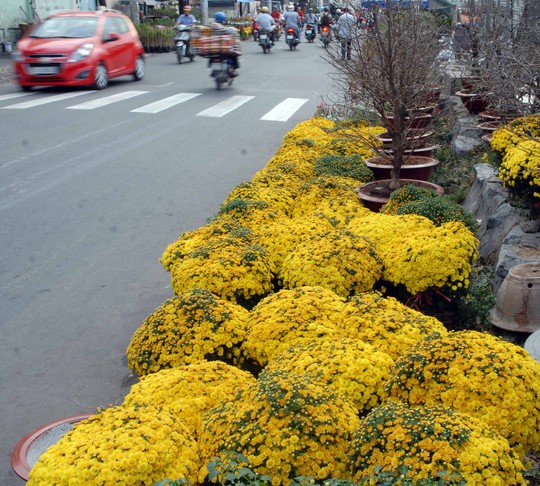 Nhiều loại hoa đã được bày bán trên các tuyến đường tại TP HCM