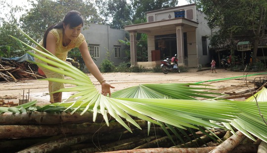 Phơi lá thốt nốt trước khi gói bánh