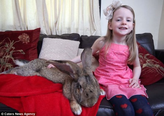 Thỏ khổng lồ dài bằng em bé 6 tuổi