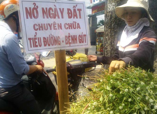 Cây hoa nở ngày đất, một loại thảo được đang bán khắp TP vì những lời đồn trị bách bệnh.