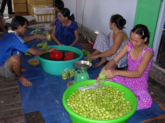 Công đoạn đóng gói dưa xoài.   Ảnh Ngọc Trinh.