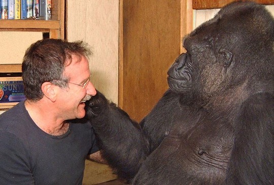Koko và Robin Williams 