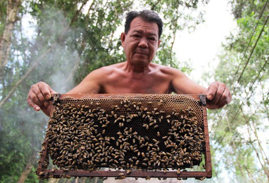 Mỗi vụ ong kéo dài hơn 4 tháng, người nuôi có thể thu lời từ vài trăm triệu đến cả tỉ đồng