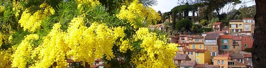  Thị trấn Bormes Les Mimosa