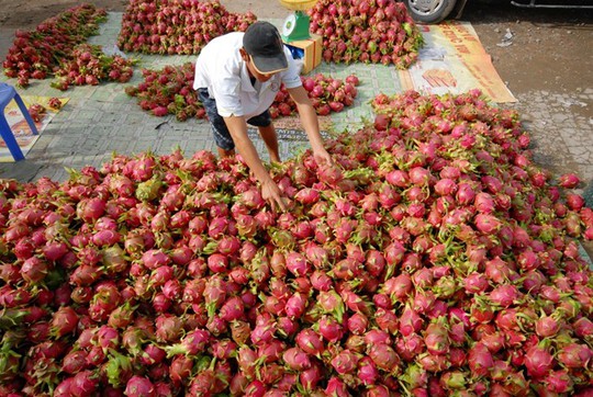 Giá trái cây cuối vụ tăng mạnh nhưng nông dân chẳng còn hàng để bán. Ảnh Ngọc Trinh.