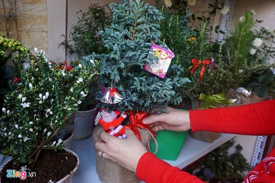 Cây Noel mini, có mùi thơm được chuộng trong mùa Giáng sinh