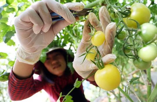 Cà chua trắng tí hon vừa được trồng ở trang trại - Ảnh: Mai Vinh