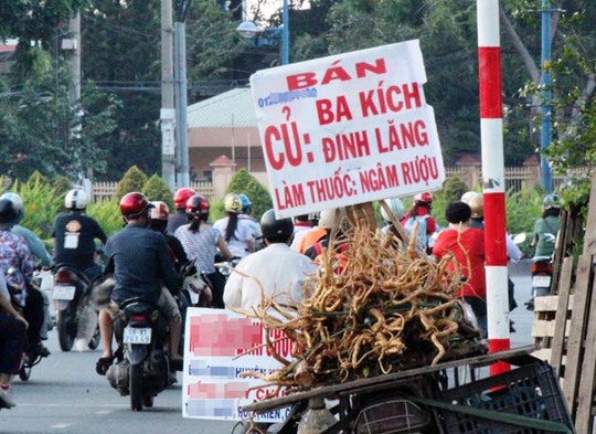 Một điểm bán củ đinh lăng trên đường Cộng Hòa