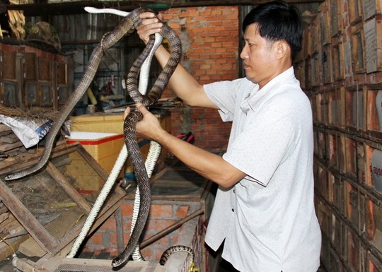 Rắn nuôi hiền lành, anh Vũ quen tay bắt kiểm tra bình thường mỗi ngày. Hơn 5 năm qua, mỗi năm anh Vũ xuất bán ra thị trường khoảng 1-1,2 tấn rắn ráo trâu, thu về từ 700 triệu đến khoảng 1 tỉ đồng.