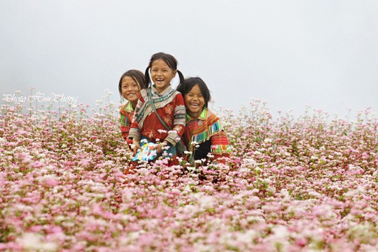 Hà Giang, tam giác mạch, mùa hoa