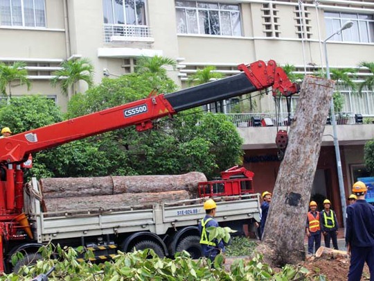 Các nhân viên công ty cây xanh dùng xe cẩu để kéo đổ các gốc cây to