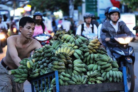 Càng về chiều, lượng người mua càng nhiều. Các xe đẩy liên tục vận chuyển hàng đi đến các điểm bán lẻ.