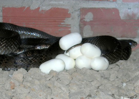 Đối với rắn nuôi để sinh sản, Vũ theo dõi thời gian động dục có đến 3 lần trong năm. Mỗi lần như vậy anh cho rắn đực giao phối bình quân với 5 rắn cái. Hơn một tháng sau ngày yêu, rắn đẻ từ 15-18 trứng to gần bằng ngón chân cái.