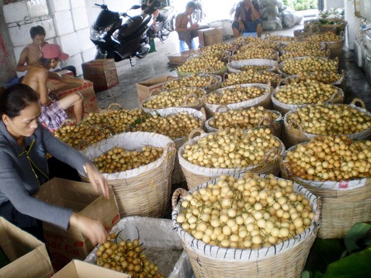 Thương lái vào tận nhà thu mua. Hiện giá cao nhất là dâu xanh, khoảng 15.000 đến 20.000 đồng/kg. Đặc điểm của dâu này là khi có mưa xuống thì trái bắt đầu ngọt dần cho đến lúc cuối mùa.