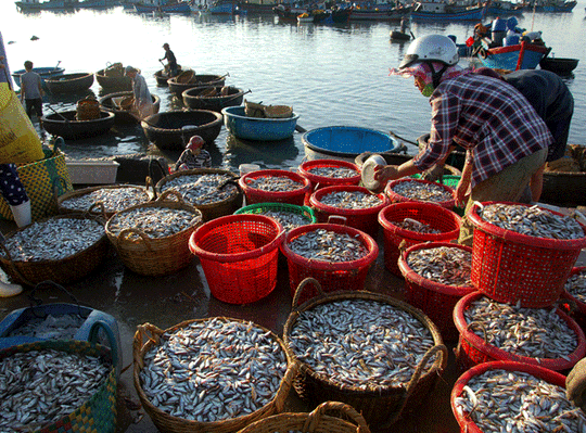 Đầu vụ, giá bán cá dò tại Phú Yên dao động 70.000-80.000 đồng một giỏ. Mỗi đêm ra khơi đánh bắt, tuy lãi không cao, nhưng ngư dân cũng lãi được 5-10 triệu đồng.