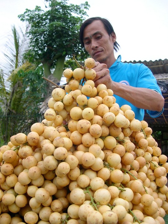 Riêng dâu bòn bon giá thu mua tại vườn từ 6.000 đến 7.000 đồng/kg, nếu bán ở chợ hoặc siêu thị khoảng 9.000 đồng/kg.